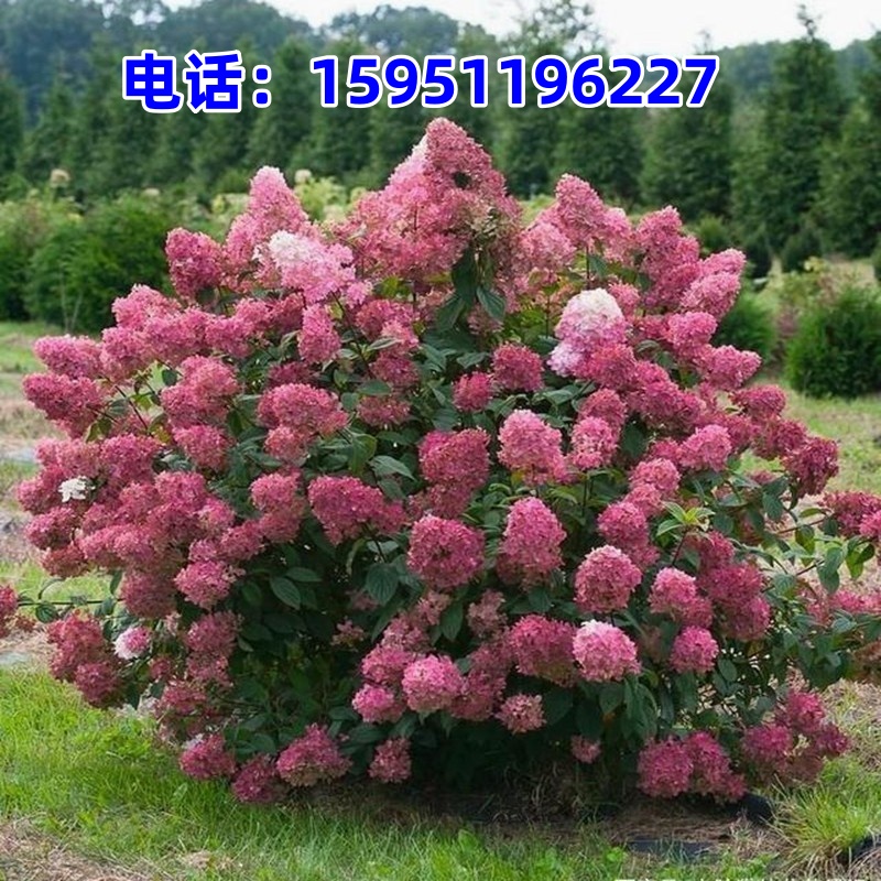 抗寒圆锥绣球香草草莓石灰灯绣球