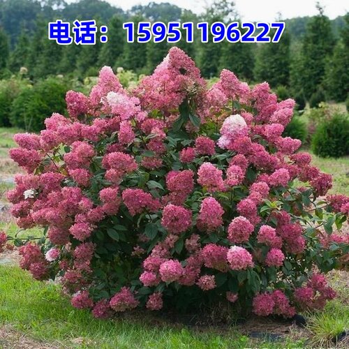 抗寒圆锥绣球香草草莓石灰灯绣球