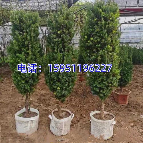 正宗曼地亚红豆杉大树苗盆栽红豆杉地栽别墅室内客厅耐寒红豆杉苗