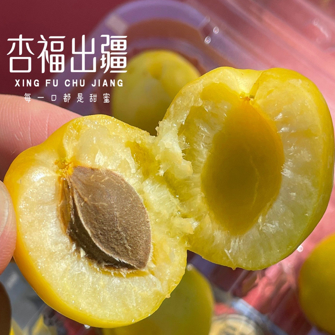 新疆轮台小白[杏福出疆]长在树上的白色蜂蜜清香新鲜时令6月5日发
