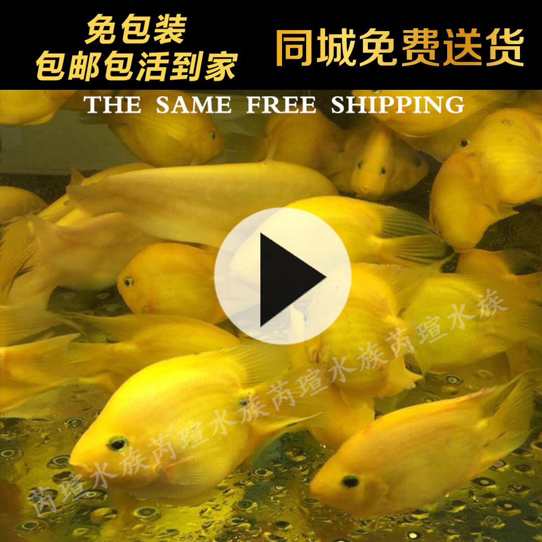 发财鱼活鱼黄鹦鹉鱼元宝鱼风水鱼鱼
