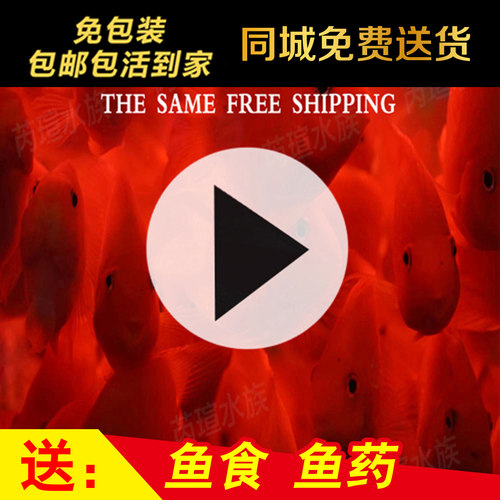 中大型热带观赏鱼血鹦鹉鱼活体元宝鹦鹉招财鱼发财鱼活鱼包活包邮 - 封面