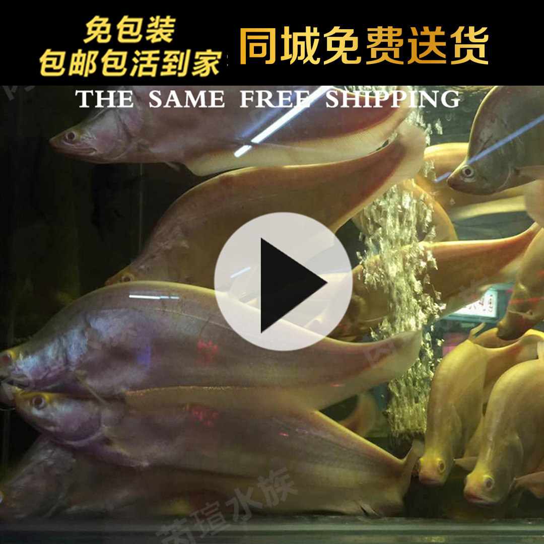 中大型观赏鱼热带鱼白化鱼 金刀鱼活体鱼 七星刀鱼宠物鱼活体