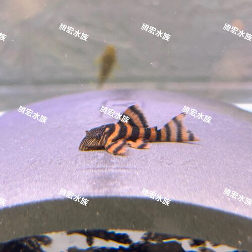【入缸不售后】L397阿莲卡红老虎淡水鱼直销养殖观赏鱼水族观赏鱼