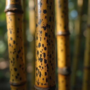 黄斑竹苗黑斑竹金丝竹庭院竹子苗观赏室外家养黄金斑竹绿植物名贵