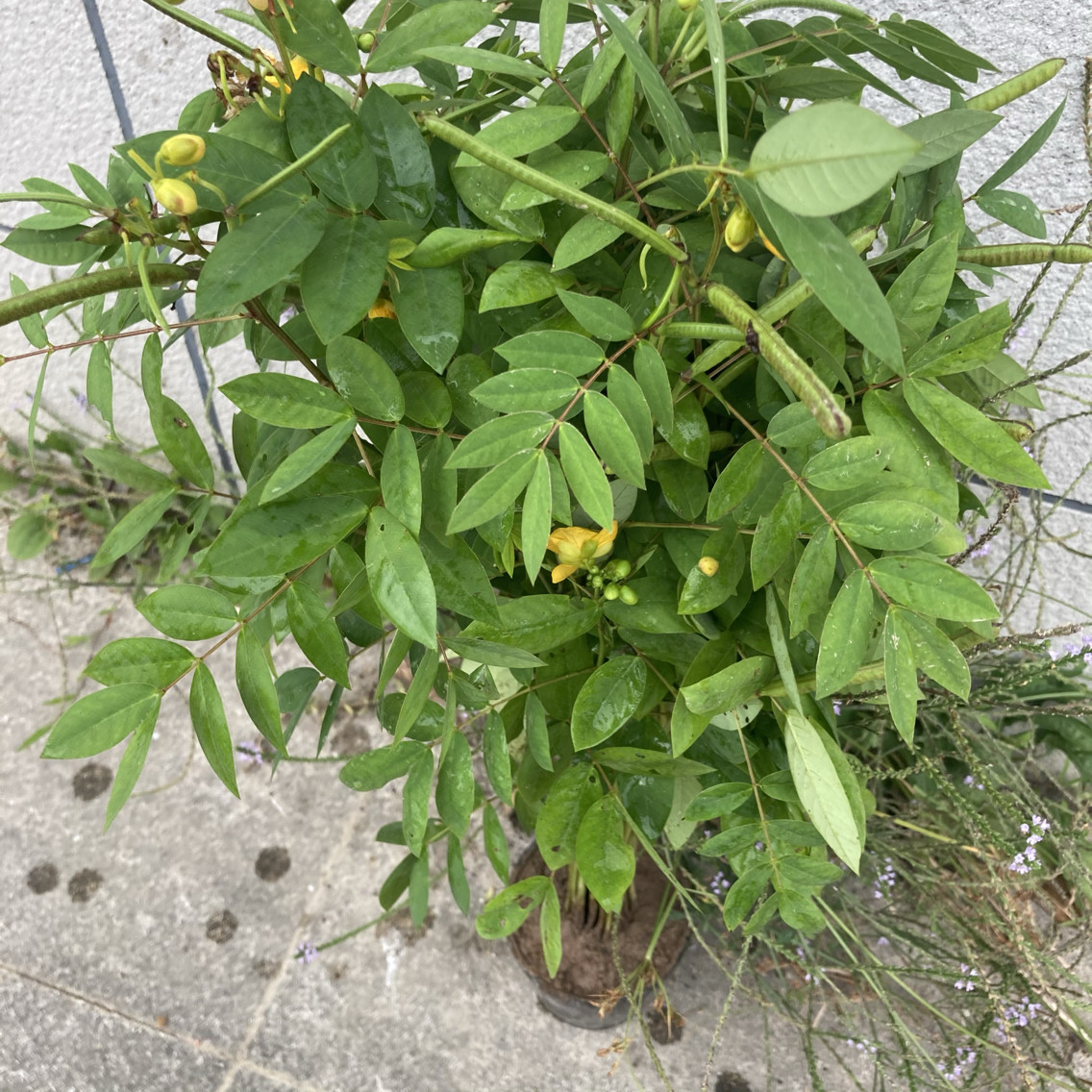 顺丰驱蛇植物蛇灭门盆栽种苗野扁豆望江南野决明驱蛇草灭蛇草防蛇