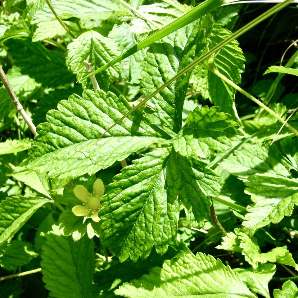 顺丰仙鹤草新鲜龙芽草狼芽草脱力草黄龙牙草瓜香草铁胡蜂子母草粉