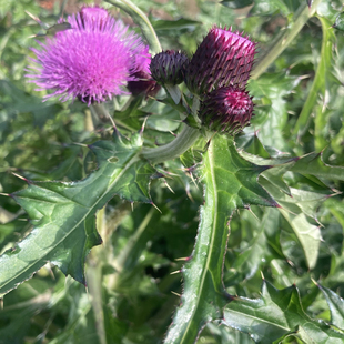 大蓟根顺丰新鲜野菜马刺草刺蓟鸡脚剌虎蓟马蓟叶苗种干牛口刺煲汤