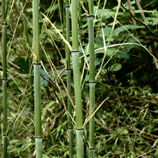 乌竹笋竹乌斑竹绿植物美味不可错过鲜嫩多汁食用山珍稀缺吃笋菜竹