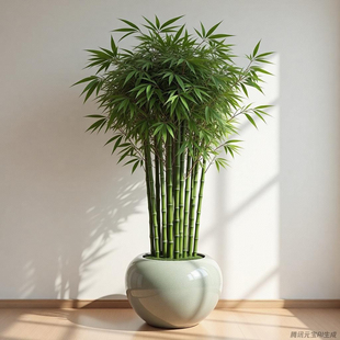 箭竹笋桂箭竹白竹矢竹斑箭竹丛生办公室内观赏书房疏节竹细小杆竹