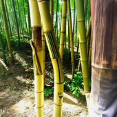 金丝楠竹子苗青丝金竹绿植物风景观赏别墅庭院办公室内外风水名贵