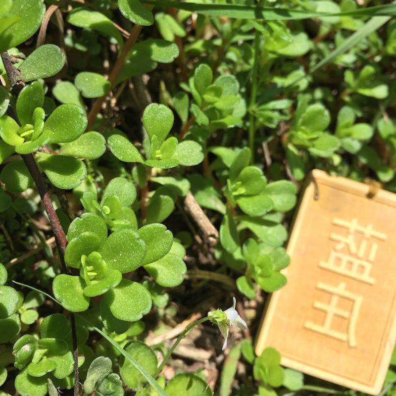 顺丰凹叶景天新鲜干品磨粉苗种狗牙瓣九月寒马牙半支苋仙人指甲叶