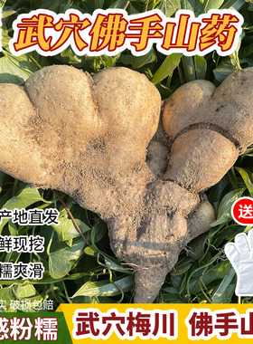 武穴佛手山药5斤新鲜现挖 湖北特产天然野生种植蕲春梅川百元手掌