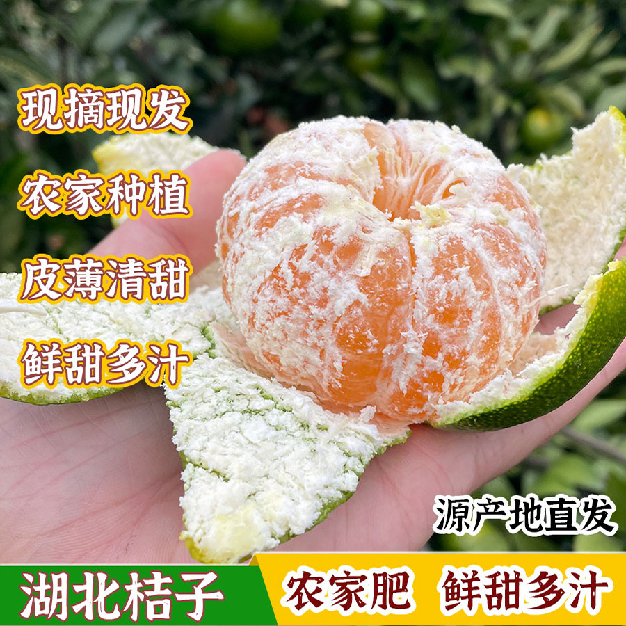 湖北桔子橘子清甜多汁