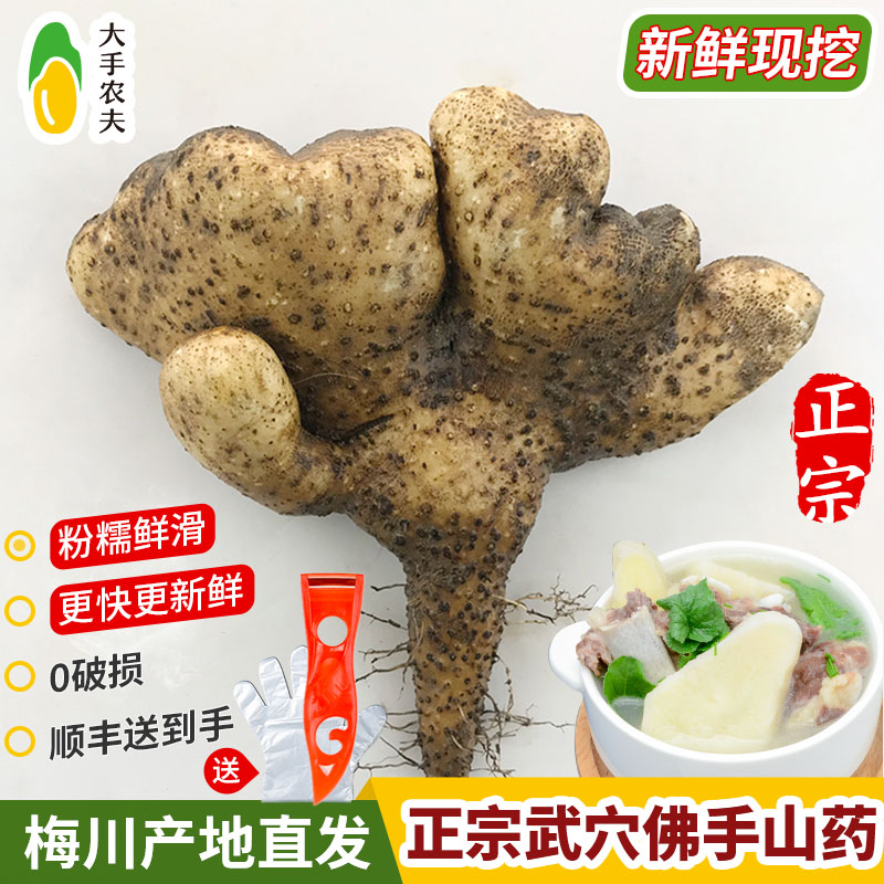 【新鲜现挖】武穴佛手山药梅川山药蕲春黄梅黄冈浠水百元粉山药种