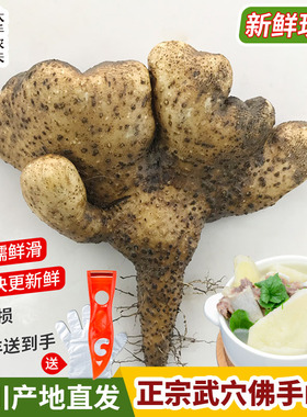 【新鲜现挖】武穴佛手山药梅川山药蕲春黄梅黄冈浠水百元粉山药种