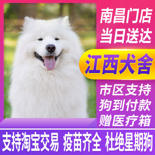 熊版萨摩多少钱 熊版萨摩价格 小麦优选