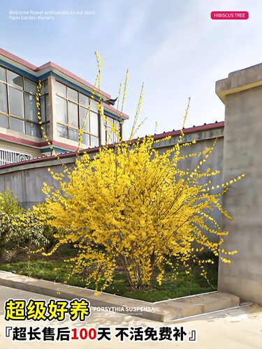 连翘花苗盆栽庭院阳台迎春花黄老虎宅旁亭阶墙隅篱下护坡花卉植物