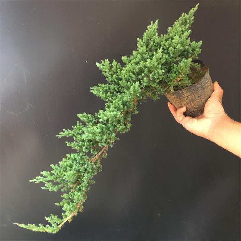 地柏苗柏树沙地柏铺地柏盆景造型素材苗绿化工程四季常青庭院地柏