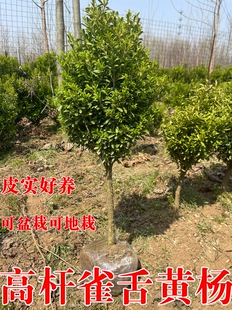 雀舌黄杨小叶黄杨独杆冬青树苗耐寒四季常青植物盆栽门前旺宅树