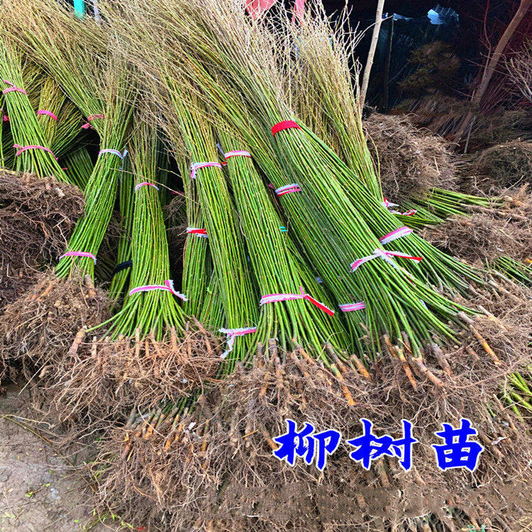 植树节柳树树苗黄金柳金丝垂柳小苗垂柳树苗速生竹柳行道绿化苗
