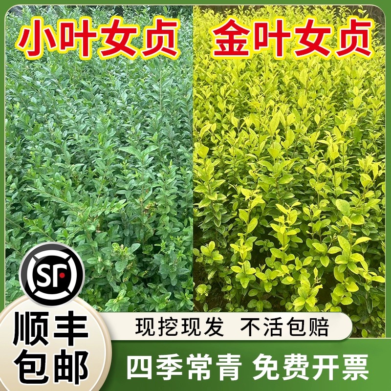 小叶女贞树苗庭院植物篱笆植物四季常青金叶女贞苗四季常青植物