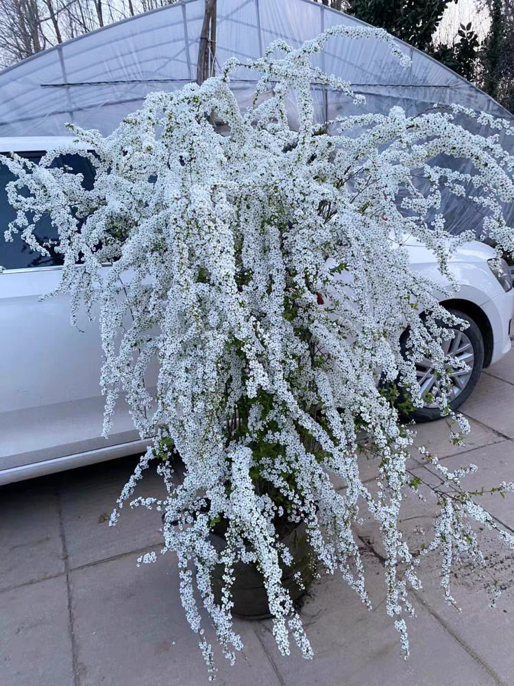 喷雪花盆栽雪柳带根雪柳苗雪梅阳台花园花卉绿植物耐寒植物雪树苗