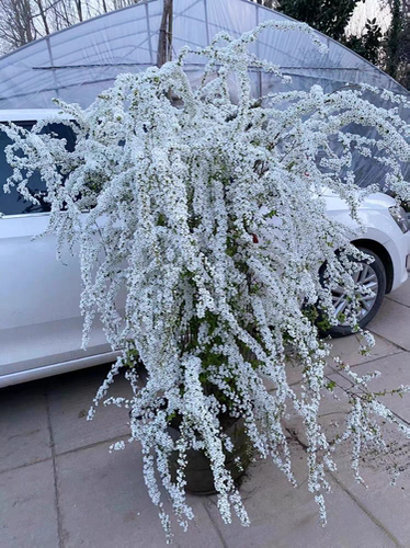 喷雪花盆栽雪柳带根雪柳苗雪梅阳台花园花卉绿植物耐寒植物雪树苗