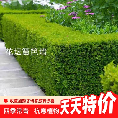 小叶黄杨苗瓜子黄杨树苗冬青苗大叶黄杨树苗庭院绿篱围墙篱笆树苗