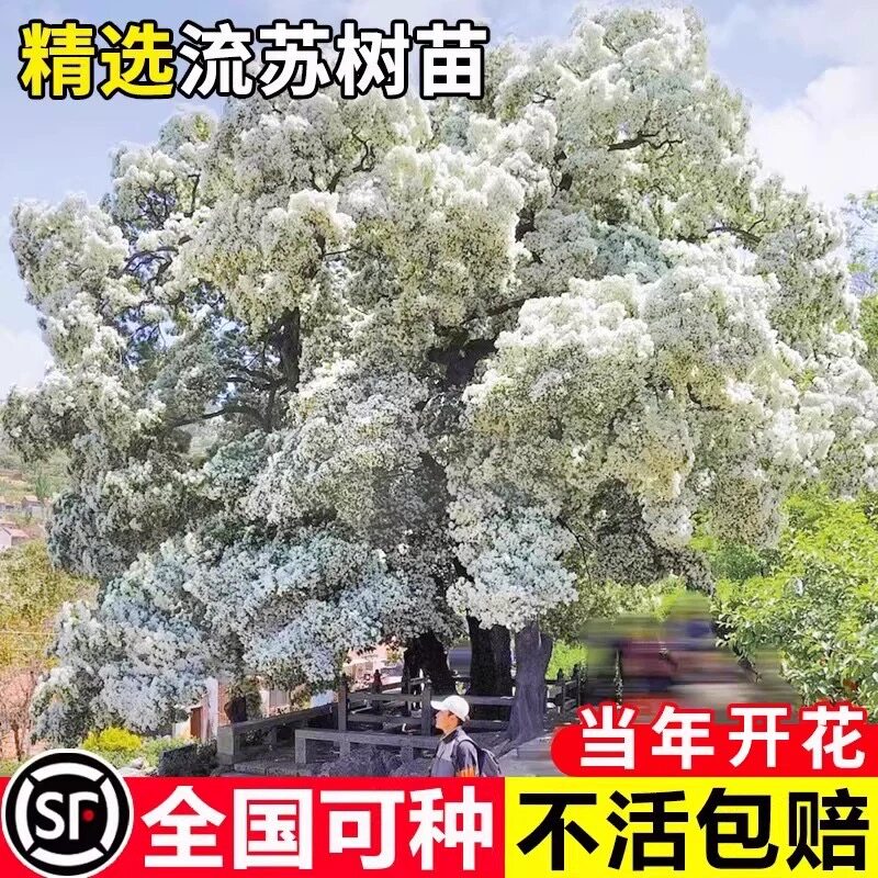 流苏树苗盆栽桂花树苗庭院地栽浓香型流苏花树油根子绿化风景树苗