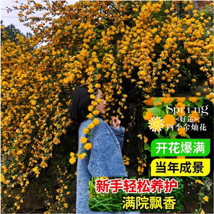 重瓣棣棠花苗盆栽耐荫爬藤攀缘花卉绿植物浓香多花耐寒四季金灿花