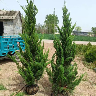 龙柏树苗火焰松柏龙松树苗小龙柏绿化行道树景观树绿篱篱笆四季青