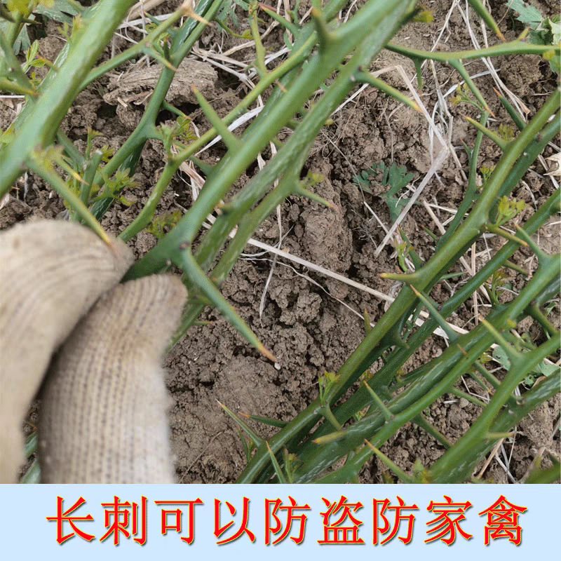 枸橘树苗果园防盗围墙篱笆苗围栏护栏刺树苗造刺树苗带刺植物篱笆