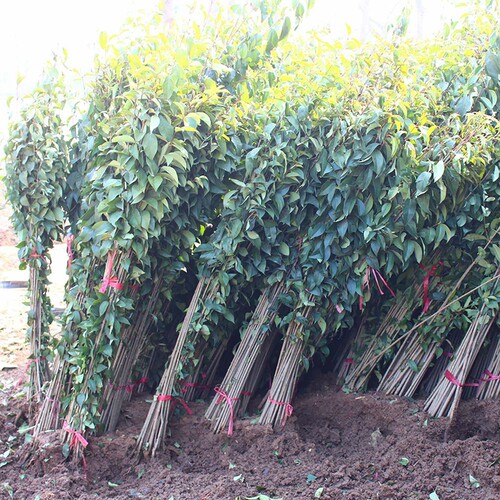 大叶女贞苗四季常青女贞大小苗庭院景观行道园林绿化工程苗耐寒