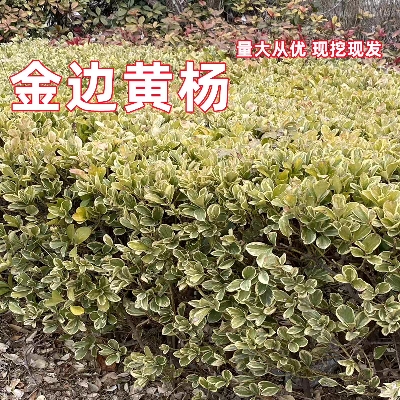 金边黄杨金边黄杨苗金边冬青苗 冬青苗庭院四季常青树苗篱笆植物