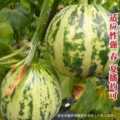 落花甜瓜种子老汉瓜蔬果种子花皮红壤香瓜种籽薄皮糖度高早熟高产