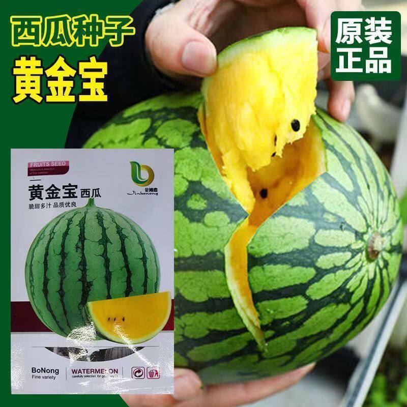 黄金宝西瓜种子中早熟黄心薄皮甜盆栽黄瓤型花皮农田西瓜种子