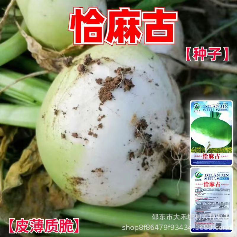 恰麻古种子布留克种卜恰玛古圆蔓菁种子芜菁种子春秋蔬菜种子