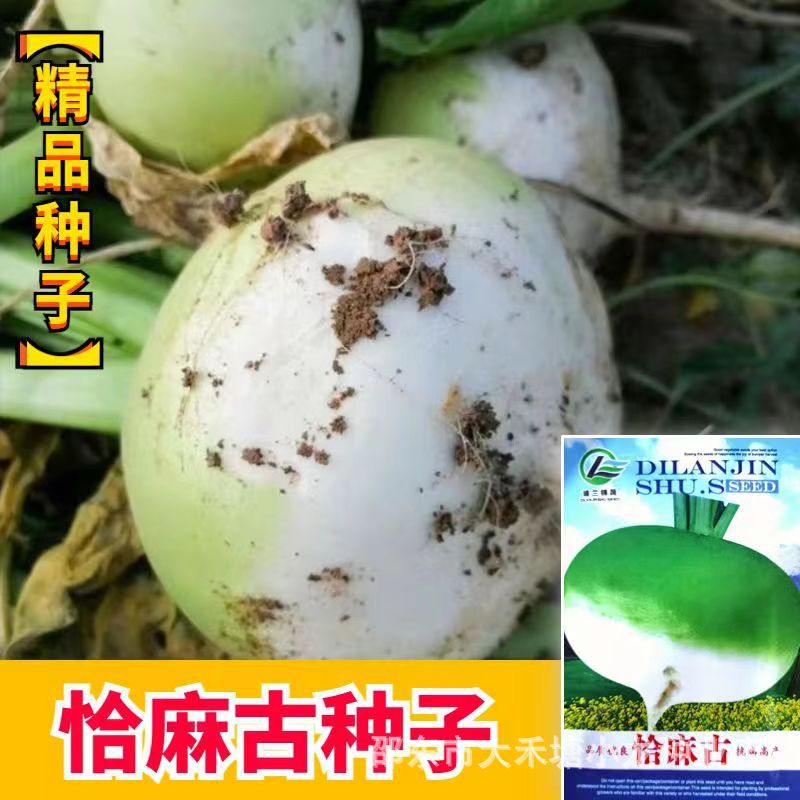 恰麻古种子布留克种籽恰玛古蔬菜种子圆蔓菁芜菁圆盘菜土苤蓝