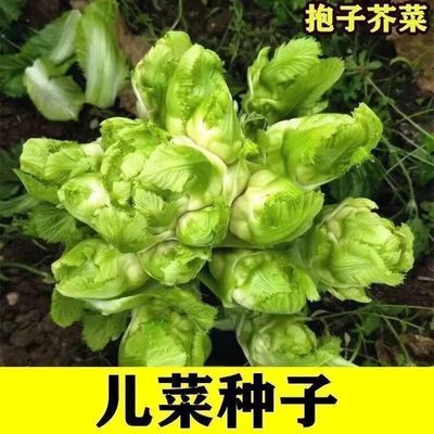 儿菜种子抱子芥儿菜种籽儿菜种孑重庆菜籽蔬菜种籽南方秋季娃娃