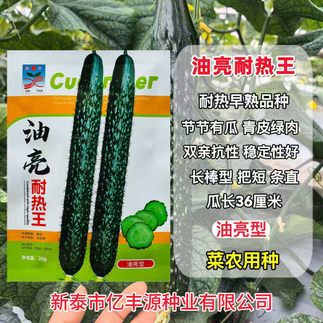 油亮耐热王黄瓜种子绿瓤长黄瓜种籽春夏秋季耐热密刺大田高产早熟