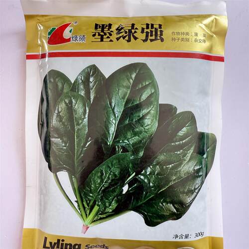 墨绿强菠菜种子高产抗病耐热耐寒春秋播农家菜园基地种植蔬菜种子