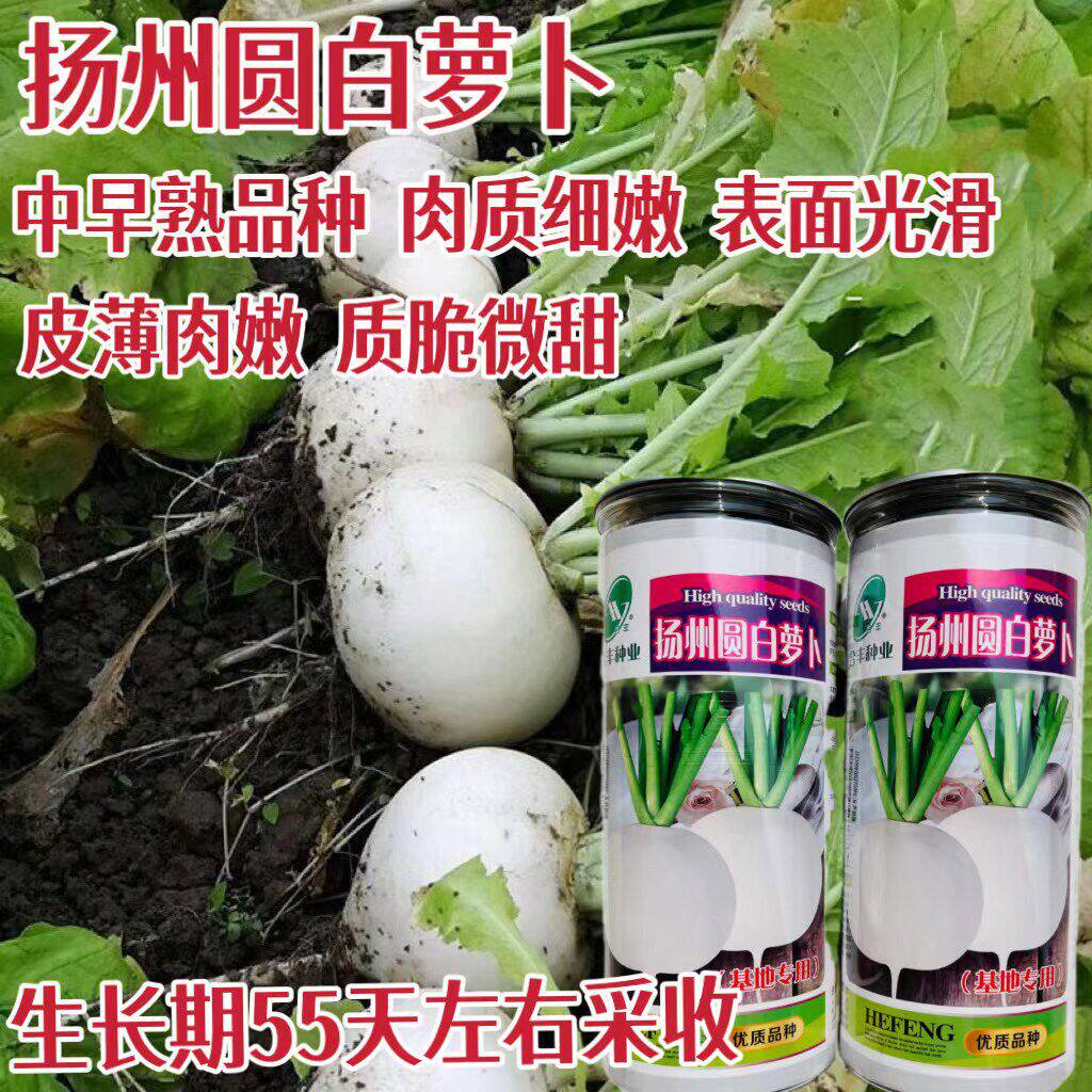 扬州圆白萝卜种子早熟花叶秋播萝卜种籽大田用种高产春不老萝卜籽