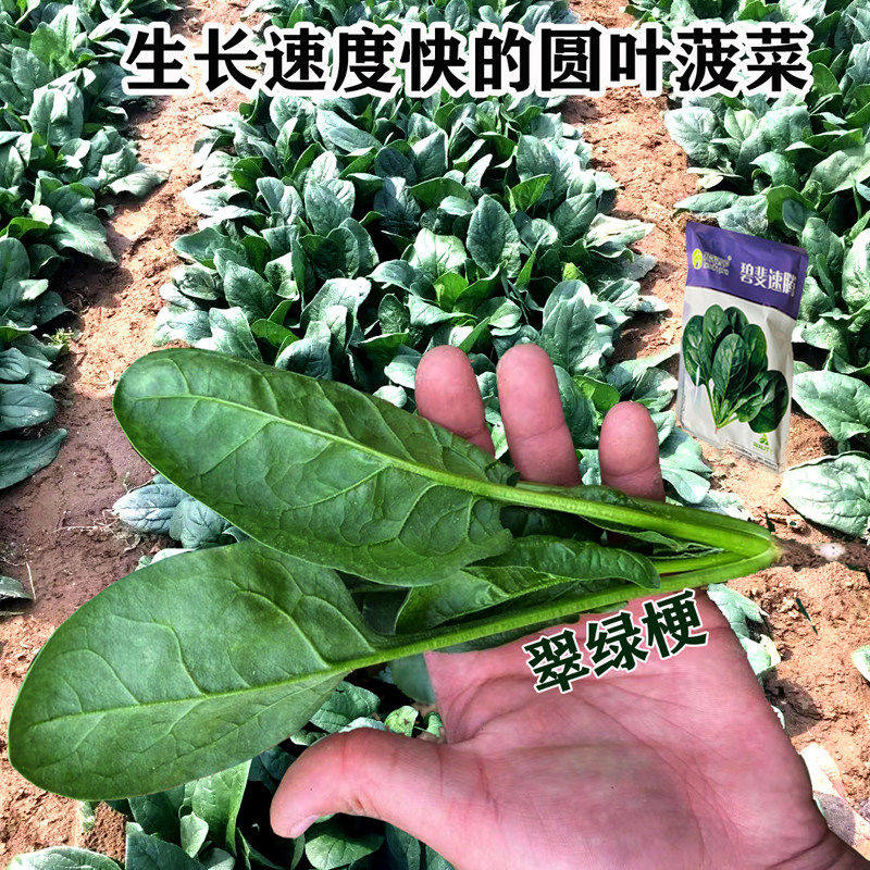 圆叶菠菜种子翠绿梗甜嫩生长速度快35天上市春秋露地播种蔬菜种子