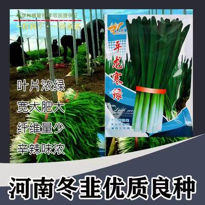 河南平龙寒绿宽叶韭菜种子韭菜味浓抗寒大田温棚大面积韭菜籽种