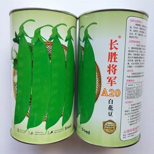 长胜将军A20白花豆种子高产抗病耐热耐寒春秋播白花豆种籽蔬菜种