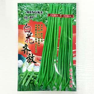 白花齐放白籽白花豇豆种子双荚率高耐高温厚肉翠绿条耐热长豆角