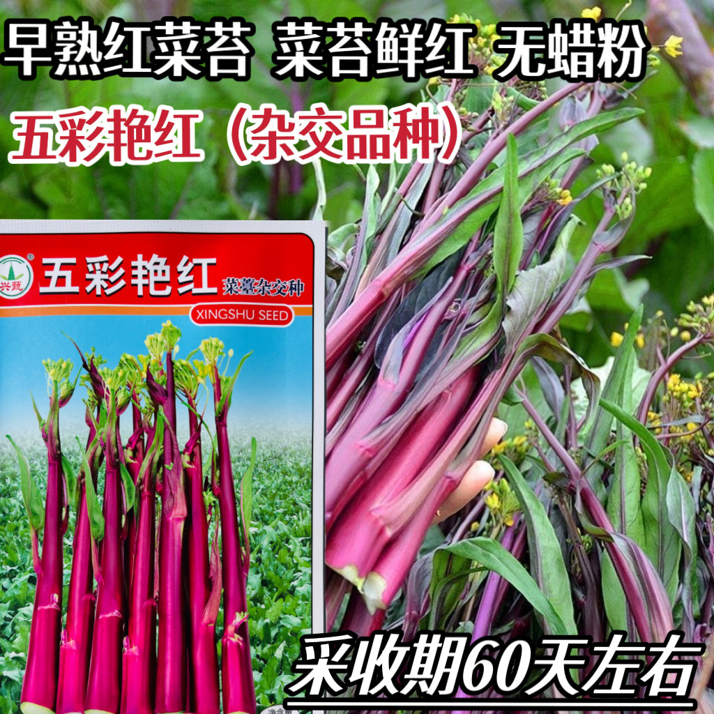 五彩艳红红菜苔种子早熟无蜡粉红菜苔紫菜苔种子高产蔬菜种籽