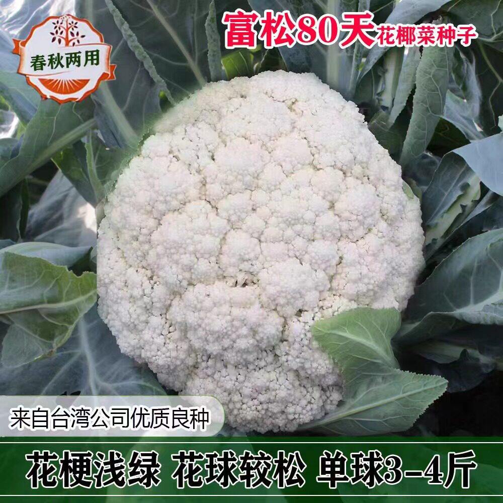 松花菜种子富松80天散花菜春秋冬季高产耐寒有机花椰菜种籽65天