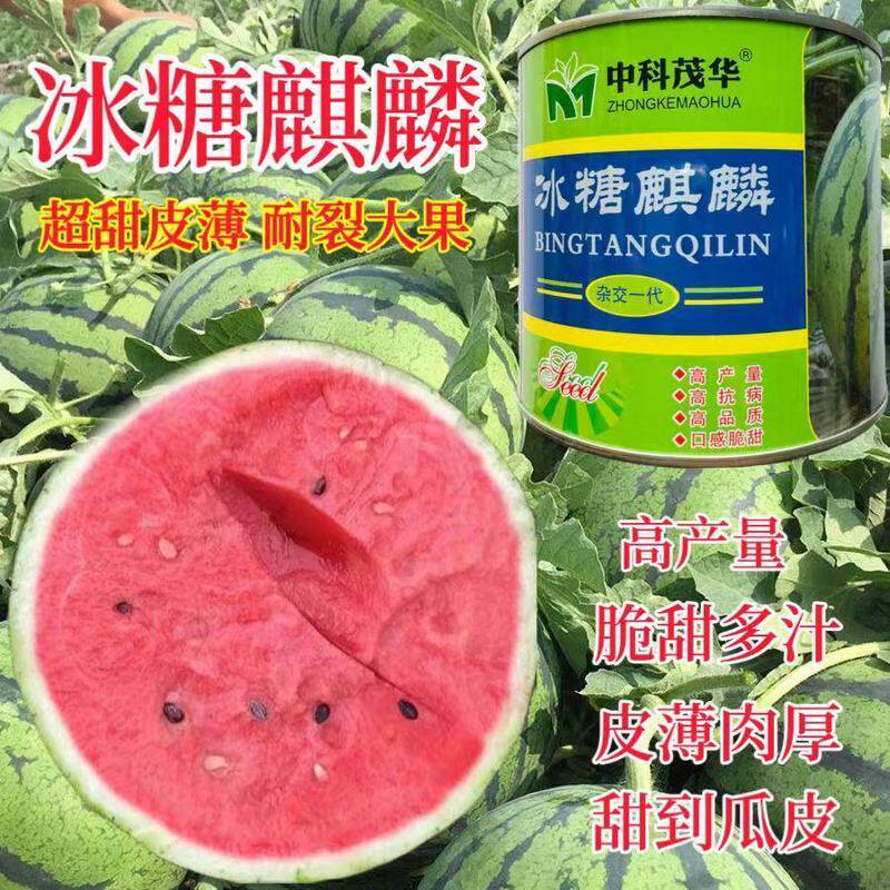 【保证】中科茂华冰糖麒麟西瓜种子薄皮早熟海南麒麟西瓜籽春